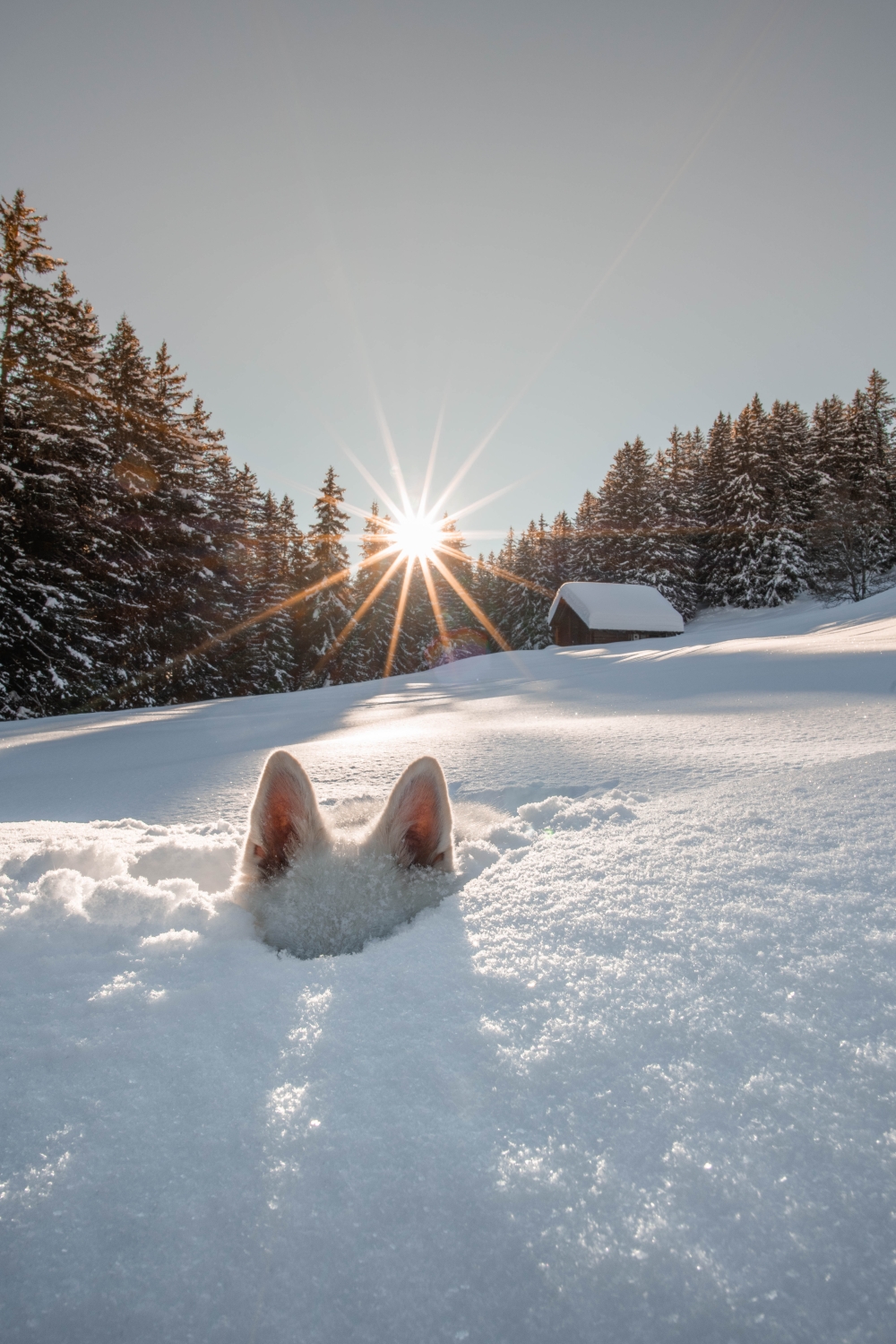 The dog Raasta spontaneously hid in the heavy snow in Grindelwald, Switzerland, keeping only his ears visible. — Picture by Sylvia Michel/The Comedy Pet Photo Awards 2024