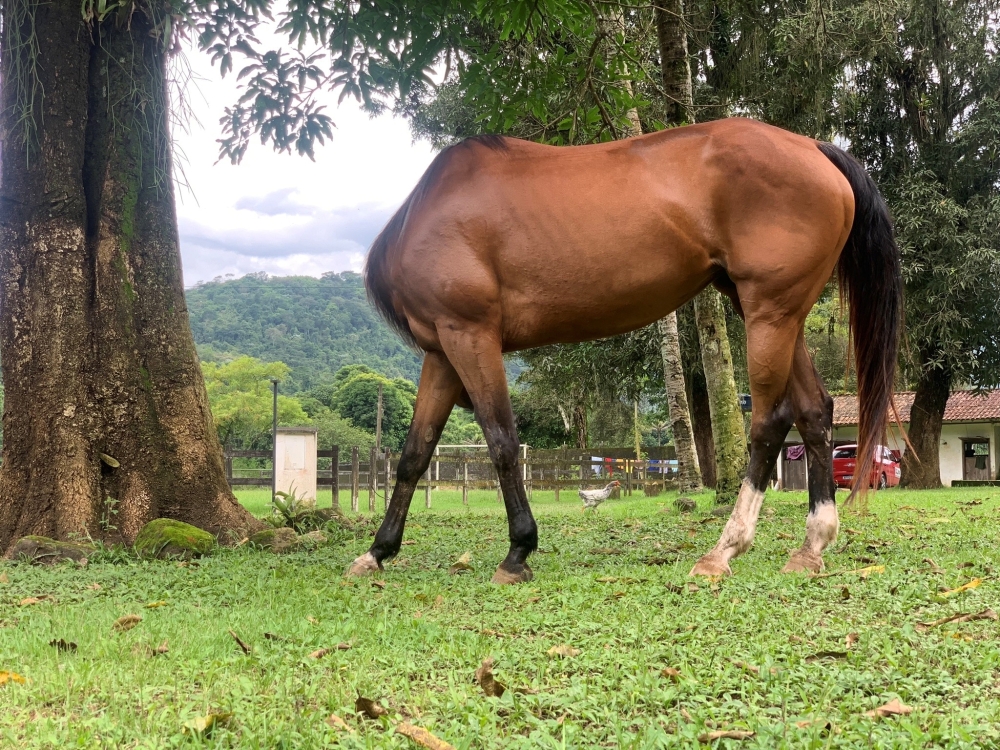 Heading somewhere? The shot was clicked in Rio de Janeiro at the exact moment when the horse’s head disappeared, making it appear headless. — Picture by David Kertzman/The Comedy Pet Photo Awards 2024