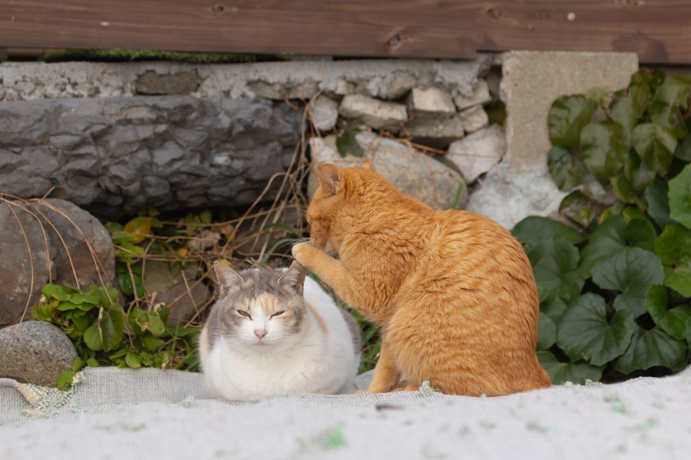 The two felines appear to be sharing a secret; the photographer thinks it’s probably about where to go fishing. — Picture by Kenichi Morinaga/The Comedy Pet Photo Awards 2024