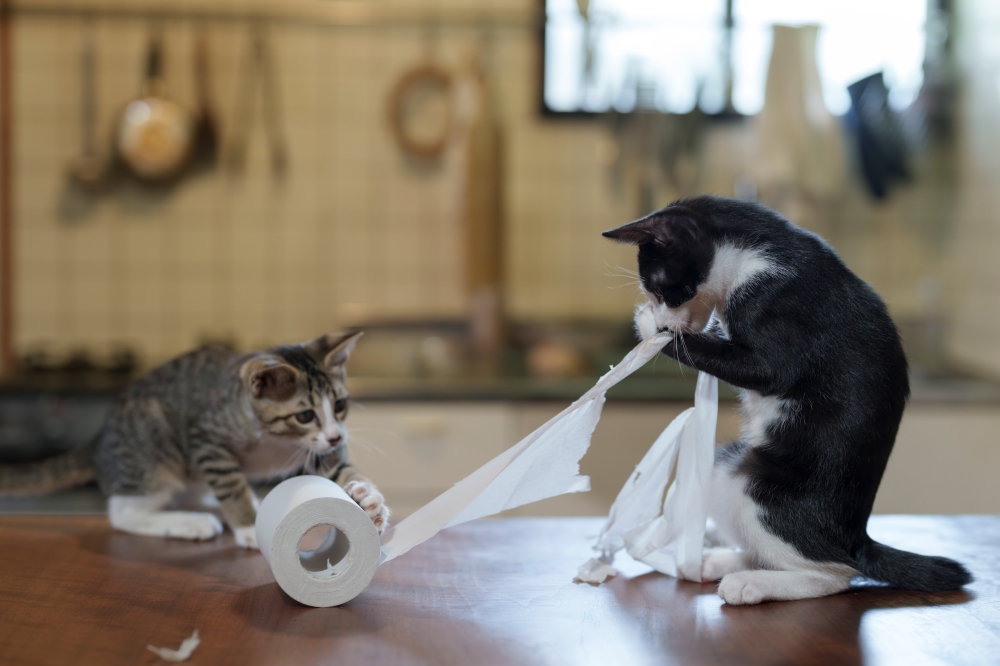 Two kittens pulling a mischievous mess with some toilet roll in Japan. — Picture by Atsuyuki Ohshima/The Comedy Pet Photo Awards 2024