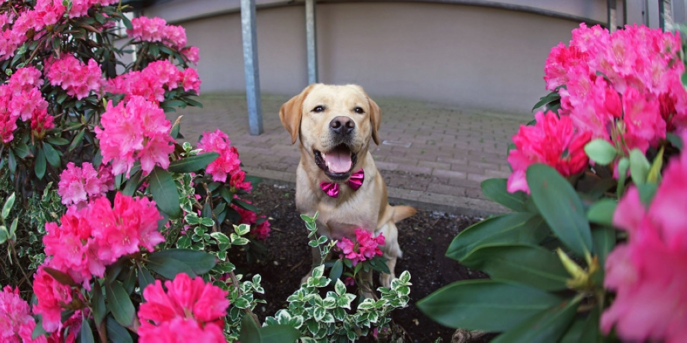 Five plants that pet owners should avoid having at home or in the garden