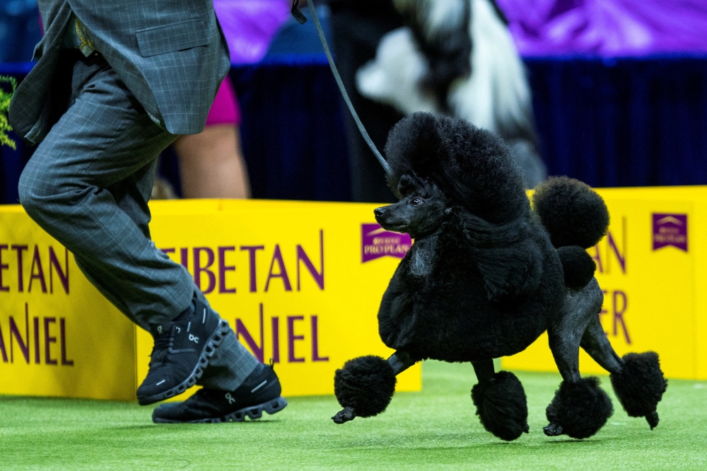 Sage, a Miniature Poodle from Houston, Texas, competes in the Non-Sporting Group during the 148th Westminster Kennel Club Dog Show at the USTA Billie Jean King National Tennis Center in New York City, New York May 13, 2024. — Reuters pic
