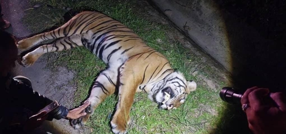 An adult tiger was found dead at Lentang, Bentong in Pahang on Thursday morning. — Picture via Facebook/ Malaysia Animal Association