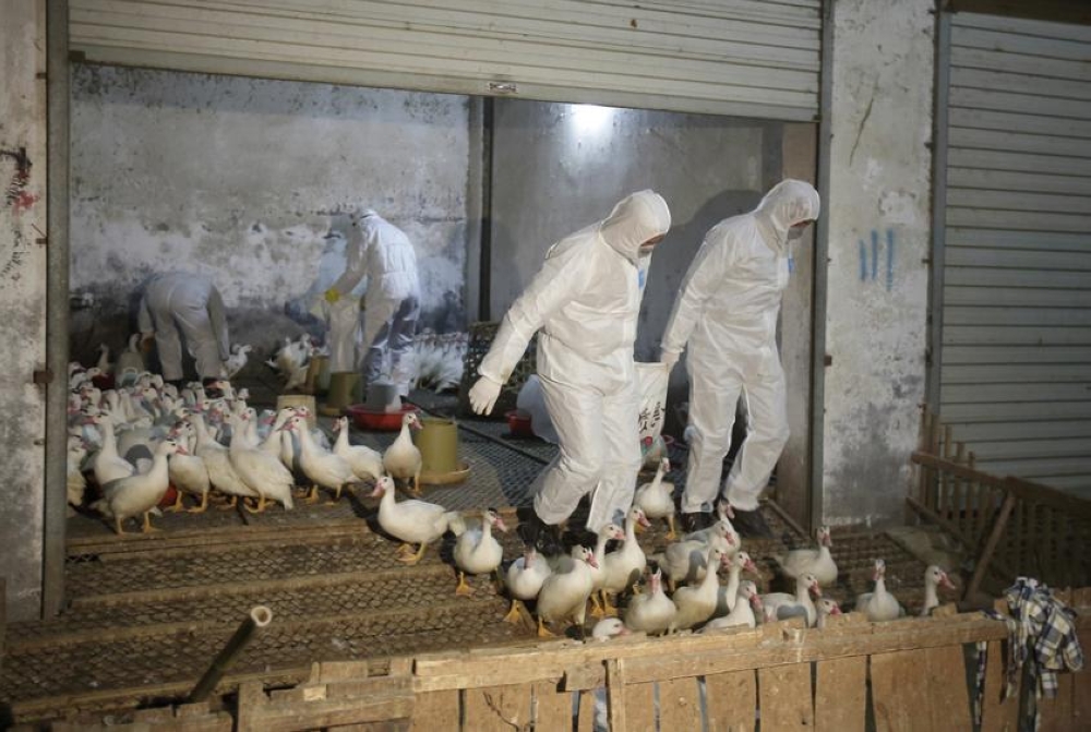File phot of health officials in protective suits transporting sacks of poultry as part of preventive measures against the H7N9 bird flu at a poultry market in Zhuji, Zhejiang province January 6, 2014. - Reuters pic