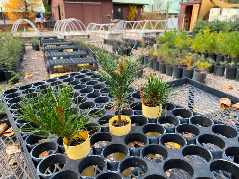 Little Whitebark Pines ready to be replanted, in Glacier National Park on October 18, 2023. — AFP pic