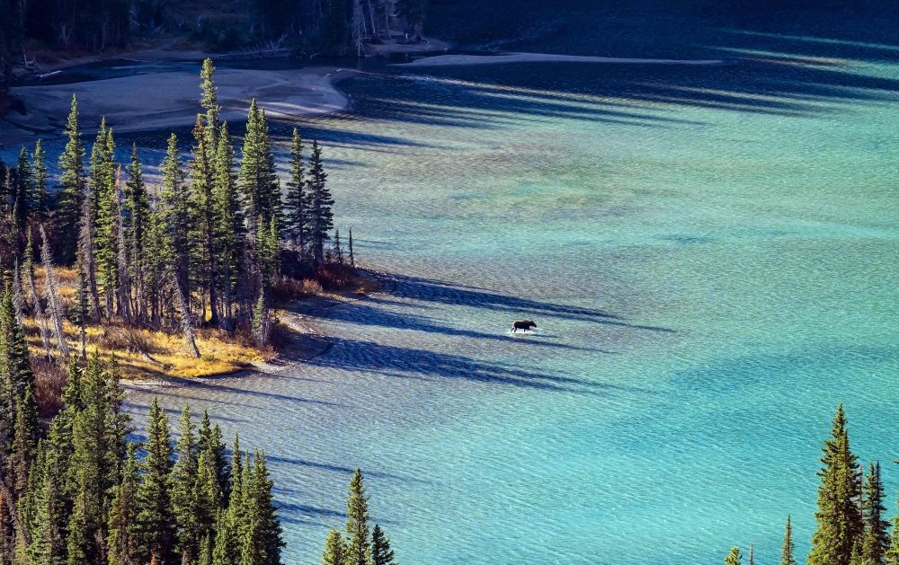 A moose wades in the water of Upper Grinnell Lake in Glacier National Park, Montana October 19, 2023.  In picturesque Glacier National Park, near the US-Canada border in Montana, biologist Dawn LaFleur is working to save an at-risk pine species. — AFP pic