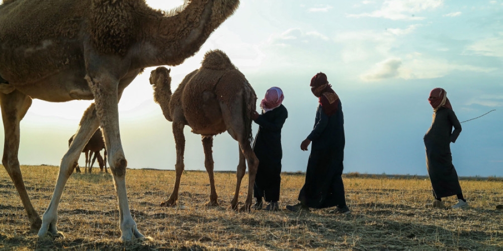 Mostly natural grasslands used by livestock and wild animals to graze, rangelands also include scrubland, mountain plateaus, deserts and wetlands. — AFP pic