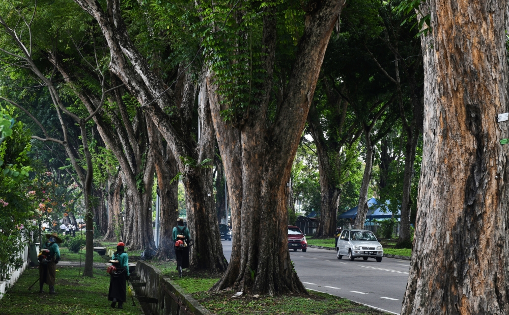 Penang Local Government, Town, and Country Planning Committee chairman H’ng Mooi Lye explained that the system improves tree management efficiency and identifies high-risk trees that may break or fall, allowing for targeted and prompt action. — Bernama pic  