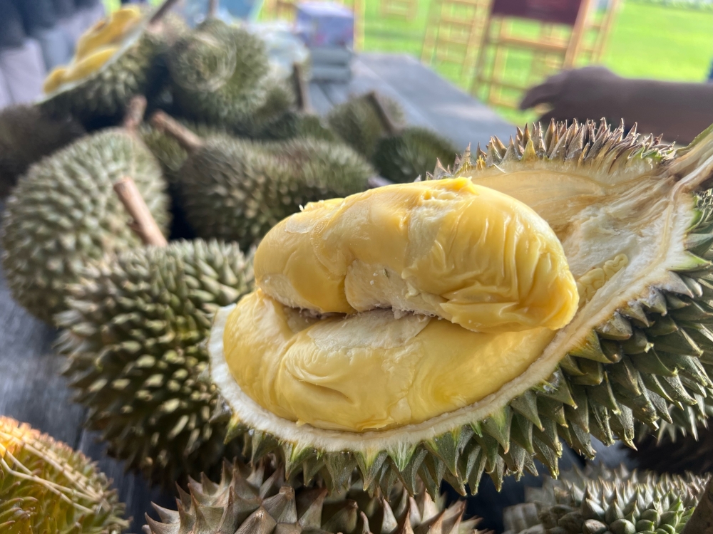 Penang is expecting three waves of durian harvests this year. — Picture by Opalyn Mok