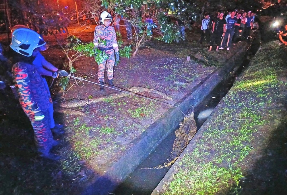 The crocodile is seen inside a drain along Teluk Likas Jalan Tun Fuad in Kota Kinabalu May 25, 2024.  — Picture courtesy of Fire and Rescue Department
