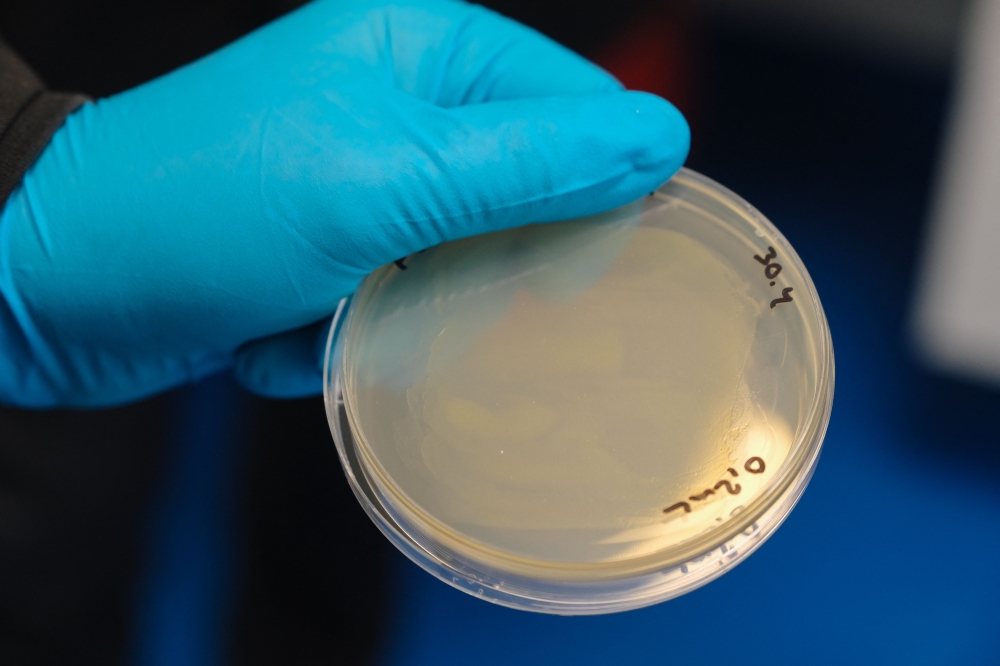 A sample of the a new protein dubbed ‘Solein’ is pictured at an early stage of production at the headquarters of the Solar Foods company on May 2, 2024 2024 in Vantaa, Finland. — AFP pic