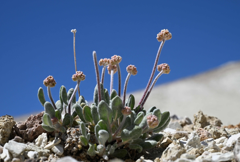 A Tiehm’s buckwheat plant starts to bud in its native habitat among searlesite and other mineral rocks on public land in the Silver Peak Range in Esmeralda County, Nevada beside Rhyolite Ridge, the site of a proposed lithium mine, on May 7, 2024. — AFP pic