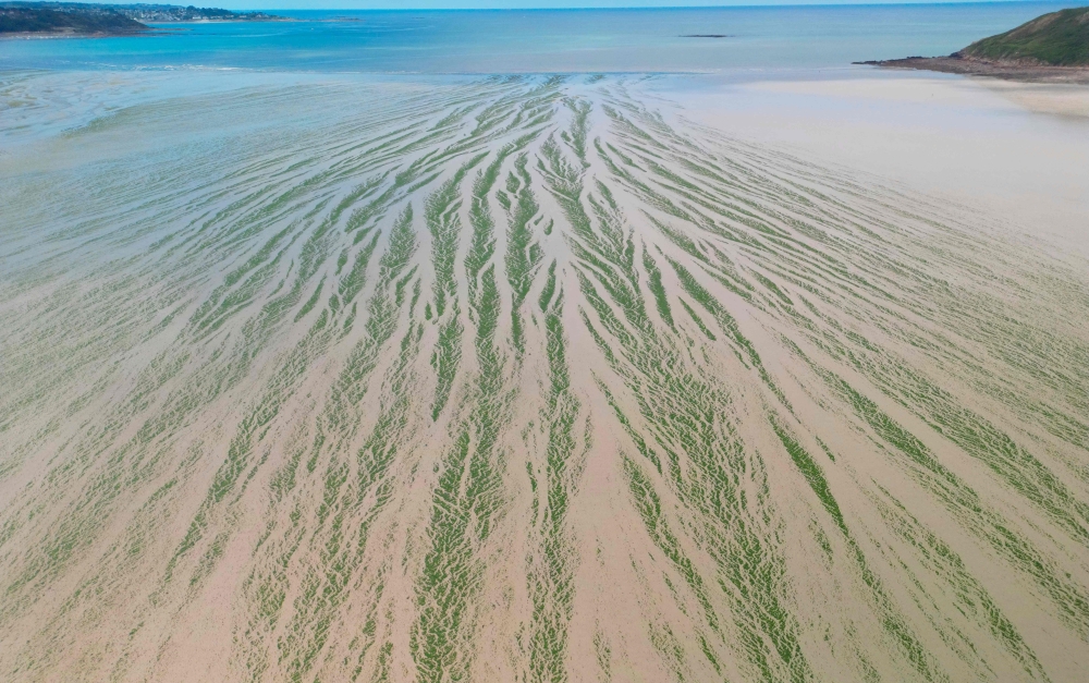  This aerial photograph shows the Saint-Michel-en-Greves beach, western France, covered in  green algae on May 24, 2024. — AFP pic
