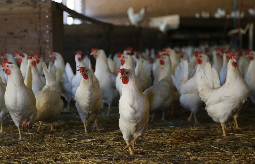 In cage-free facilities, hens are free to exhibit natural behaviours including flying, strolling, perching and dust bathing. — Picture courtesy of Lever Foundation