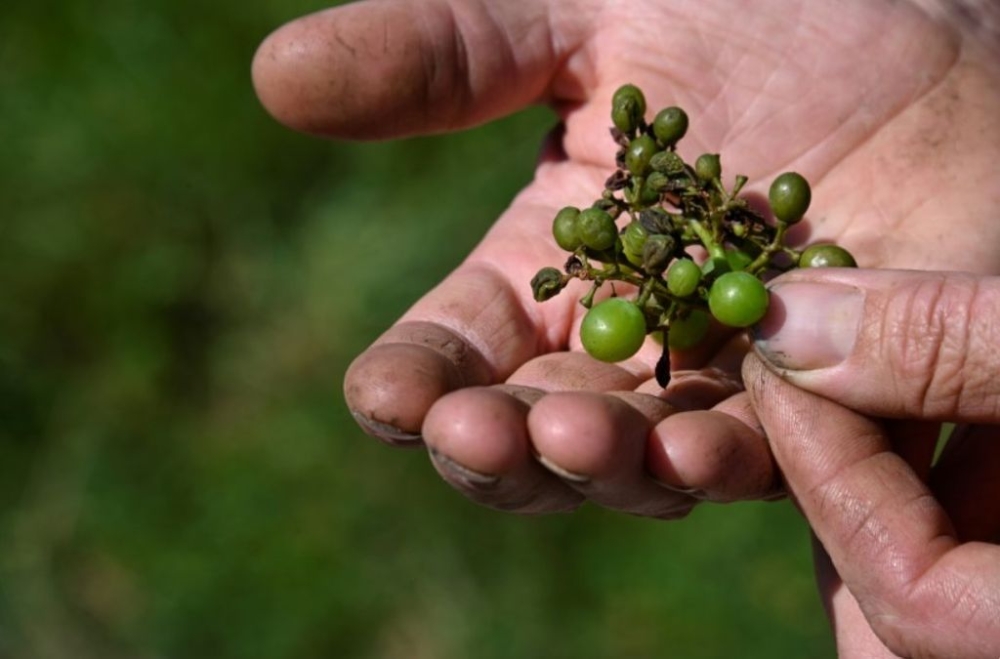 Organic winegrowers have to spray grapes repeatedly to fight mildew fungus. — AFP pic