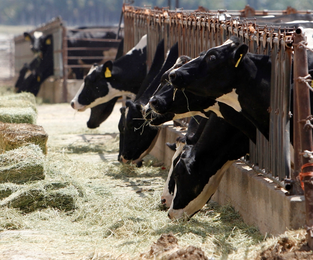 US officials today reported the country’s third human case of bird flu linked to the current outbreak of the virus in dairy cattle. — Reuters pic