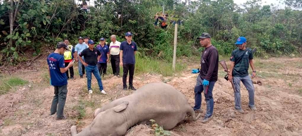Perhilitan officers inspect the scene where four elephants were found dead in a fruit orchard in Kahang Timur, Kluang June 1, 2024. — Bernama pic