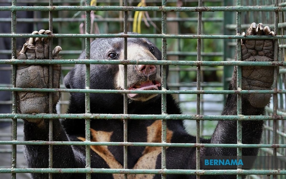 A male sun bear was caught in Kampung Air Asahan Hulu today, said Kelantan’s Department of Wildlife Protection and National Parks (Perhilitan), less than a week after a female bear was trapped in the same orchard. — Picture via X/Bernama 