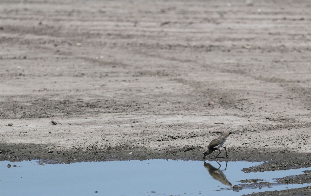 A tero drinks water from a puddle in the Navarro lagoon, which dried up due to the climate phenomenon La Nina, in Navarro, in Buenos Aires province December 5, 2022. The return of the cooling La Nina weather phenomenon this year should help lower temperatures somewhat after months of global heat records. — Reuters pic  