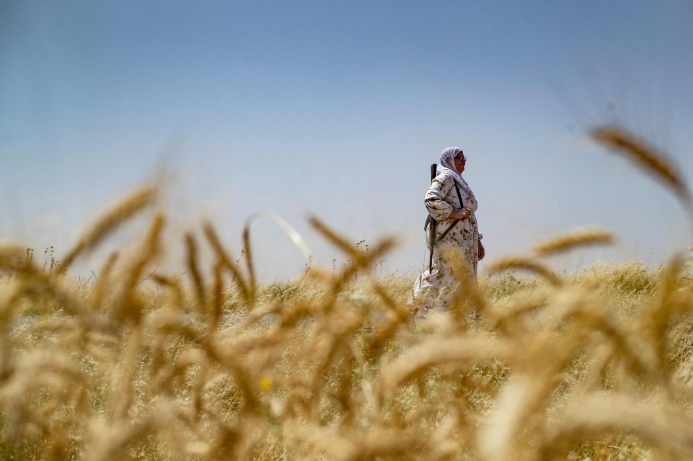 Northeast Syrian wheat is a strategic asset for the semi-autonomous administration, providing bread for people who live in the area. — AFP pic