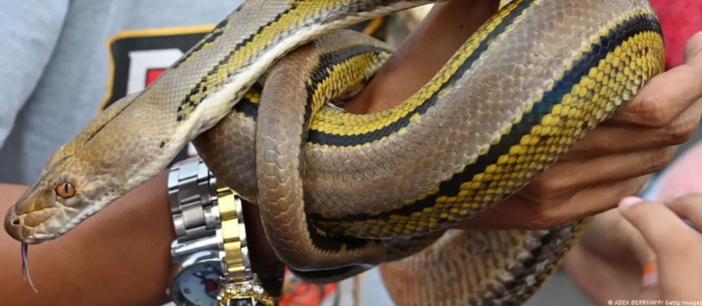 Incidents involving pythons — ones considerably larger than pictured here — swallowing humans whole are rare but do occur in Indonesia. — AFP pic
