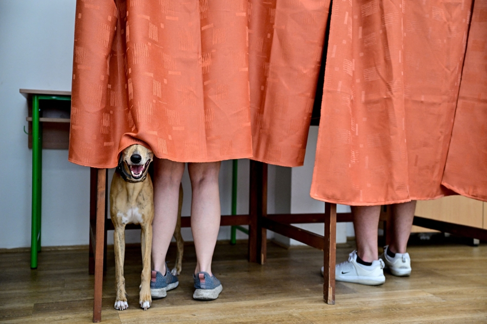 A dog stands inside a voting booth as people vote during European Parliament and municipal elections, in Budapest June 9, 2024. — Reuters pic  