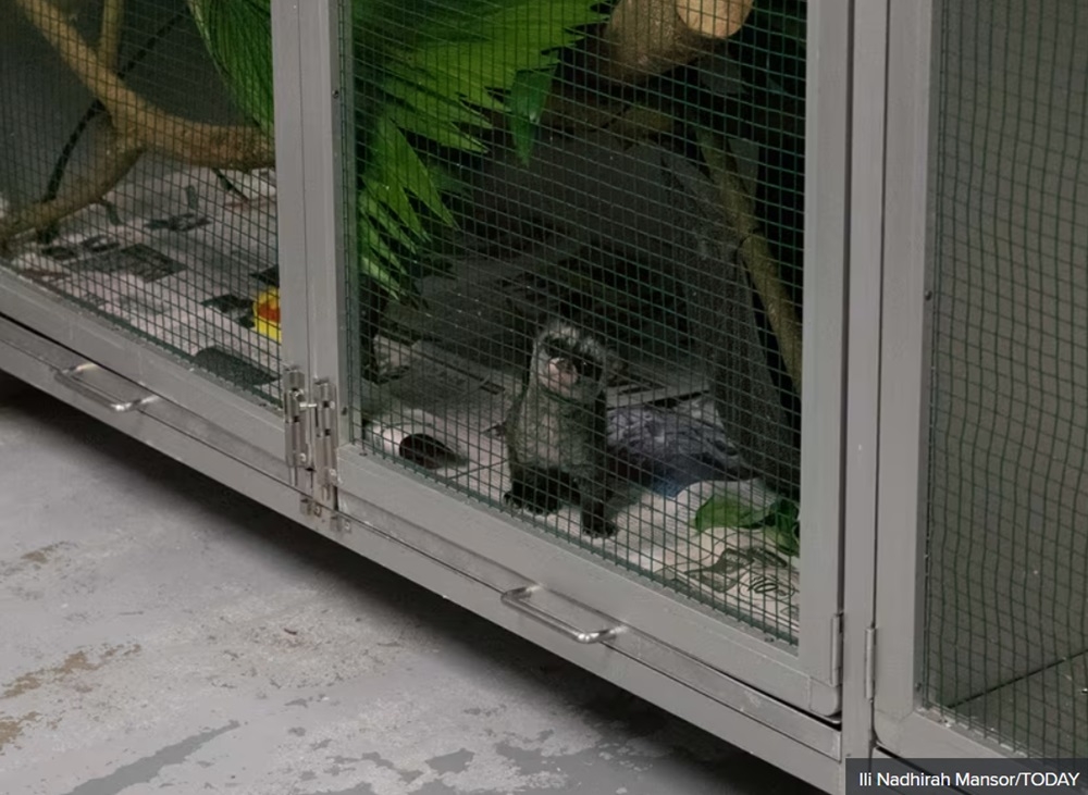 A common palm civet baby at Acres Wildlife Rescue Centre in Singapore January 8, 2021. — TODAY pic
