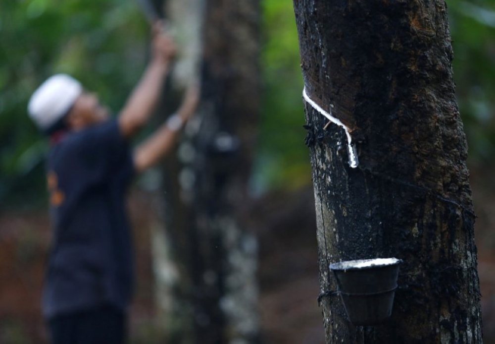 According to the Department of Statistics Malaysia, the country’s natural rubber production fell by 20.9 per cent to 21,325 tonnes in April 2024 from 26,966 tonnes in March of this year. — Reuters file pic