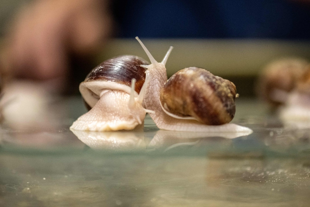 This picture taken on May 16, 2024 shows Burgundy snails at the Mie Escargots Development Laboratory farm in Matsusaka, Mie prefecture. — AFP pic