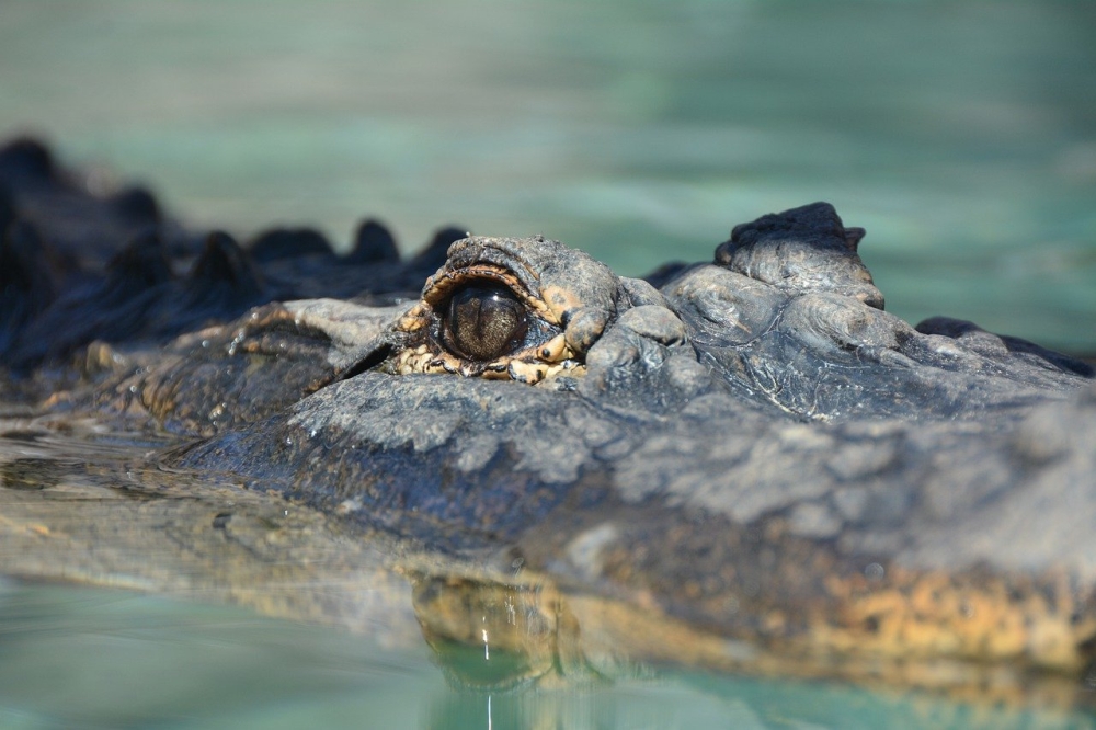 A saltwater crocodile terrorised a remote Australian community by snapping up dogs and lunging at kids — only to meet its end in a feast cooked up by locals. — Picture via Pixabay/TFWF2020 