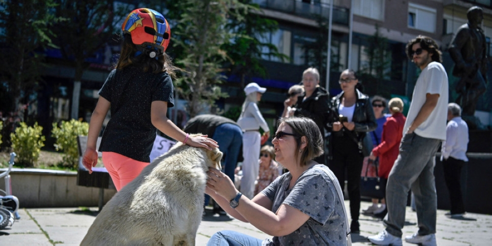 An animal lover caresses a stray dog during a protest against the abuse of stray dogs, in Pristina . — ETX Studio pic