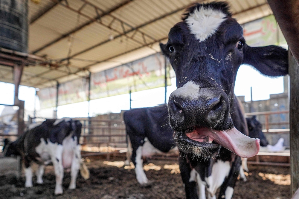 An officer who tried to intercept a fleeing cow by hitting it with a vehicle in England has been removed from duty, police said in a statement yesterday. — AFP pic