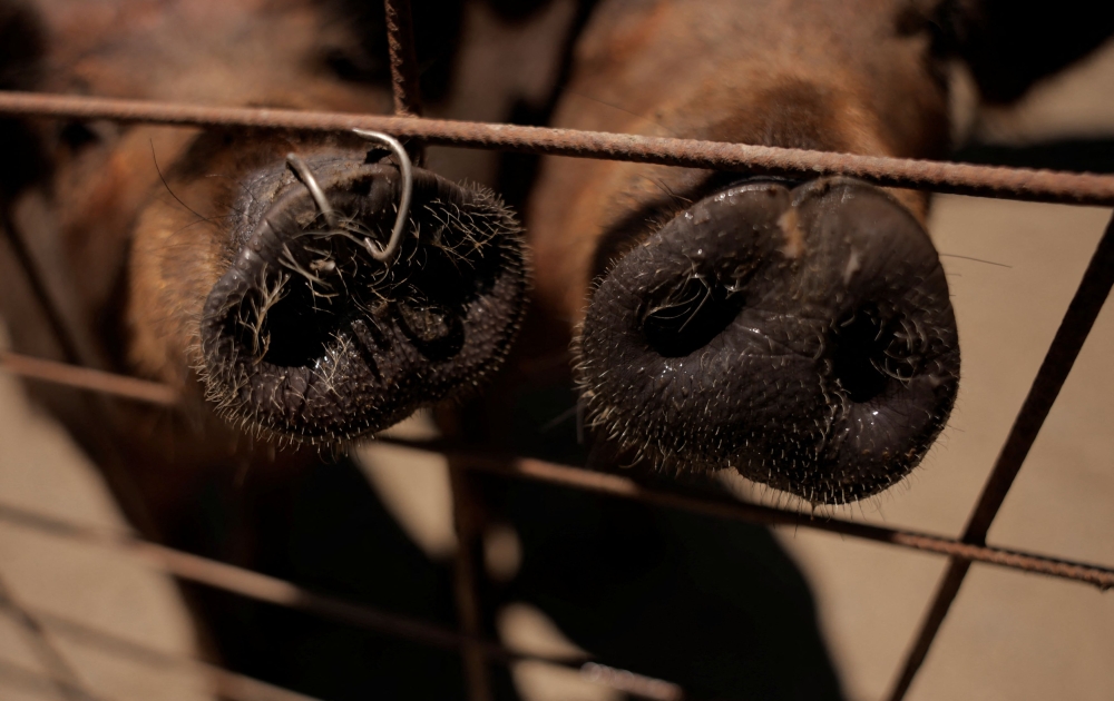 Iberian pigs sniff at Langenal pig farm, in Farajan, southern Spain June 17, 2024. — Reuters pic