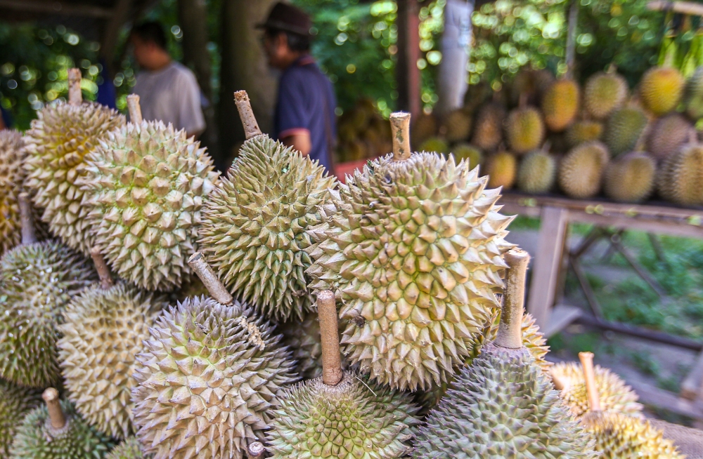 Malaysia can now export fresh durians to China following the signing of a new phytosanitary protocol. — Picture by Farhan Najib