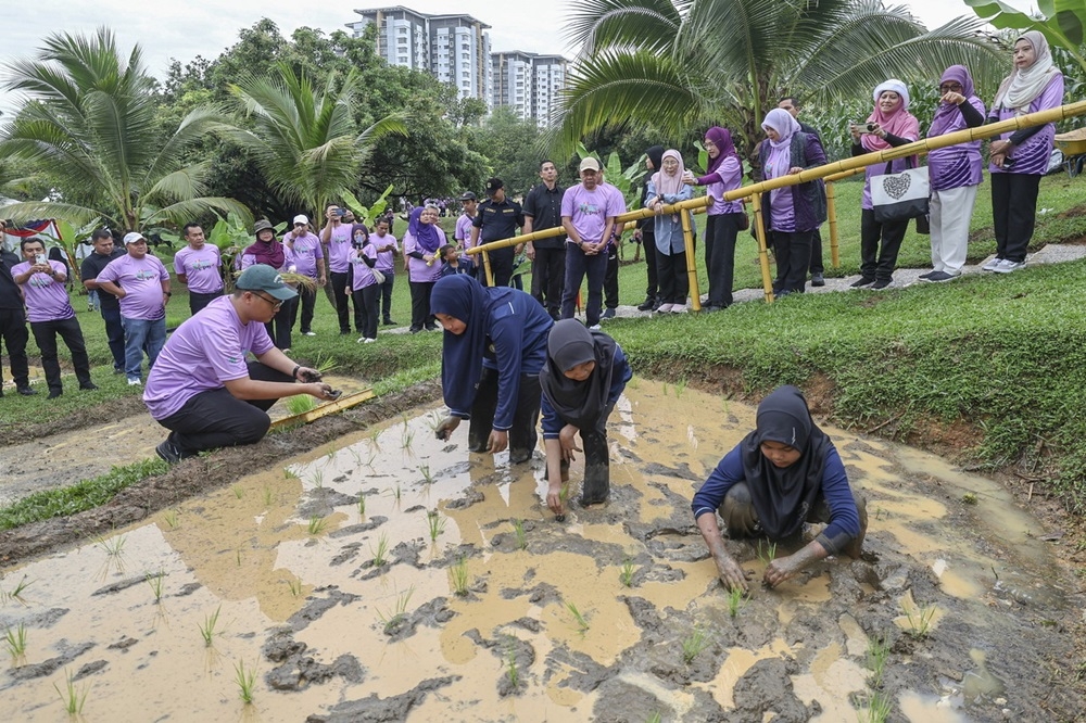 Visitors trying their hand at sowing paddy during Putrajaya Parks Day, which is held for the first time at the Agricultural Heritage Park in Precinct 16, June 22, 2024. ― Bernama pic