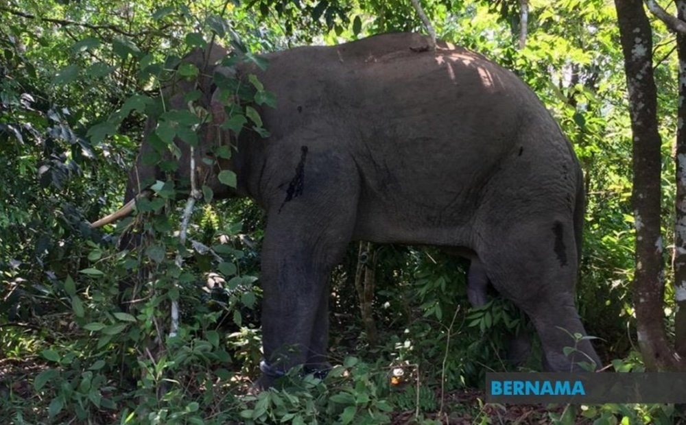 An Orang Asli man was killed, believed to have been trampled by an elephant in a rubber plantation in Kampung Lerlar, Kemar Resettlement Area yesterday. — Picture via X/Bernama 