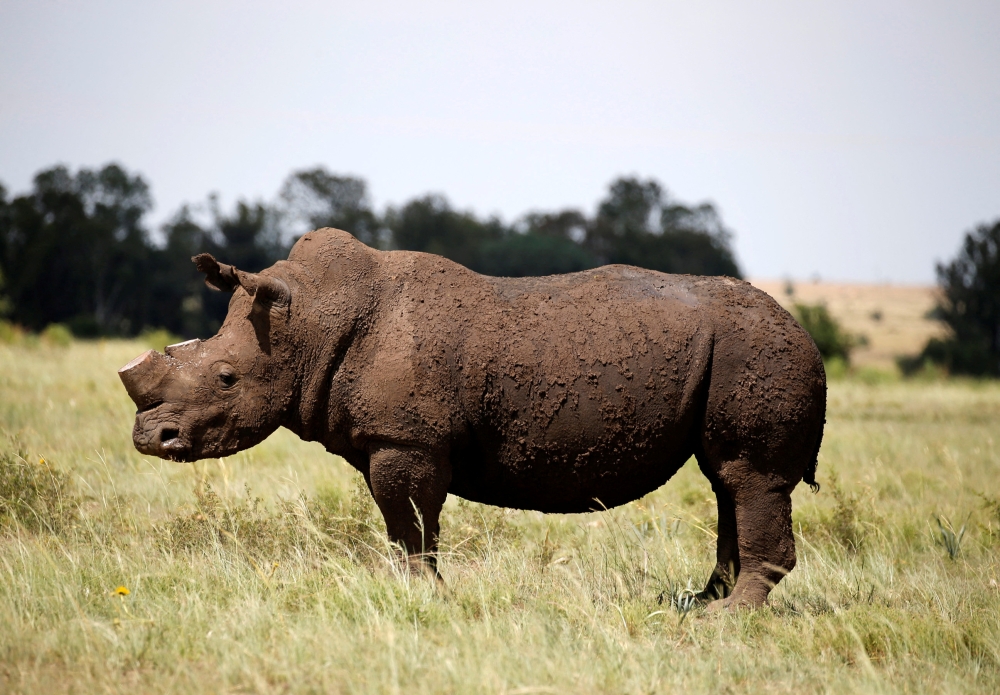 A black rhino is seen after it was dehorned in an effort to deter the poaching of one of the world’s endangered species, at a farm outside Klerksdorp, in the north-west province, South Africa in this file picture dated February 24, 2016. — Reuters pic 