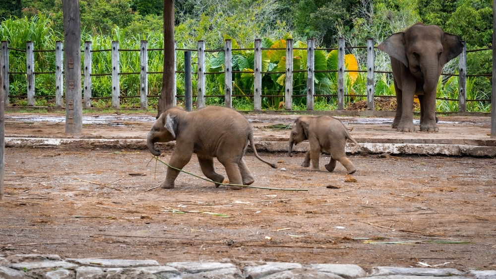 Bornean elephant calves born at Lok Kawi Wildlife Park. The Sabah government is committed to protecting the Bornean elephant, ensuring that these gentle giants are preserved for future generations and remain an indelible heritage of the state. ― Borneo Post pic