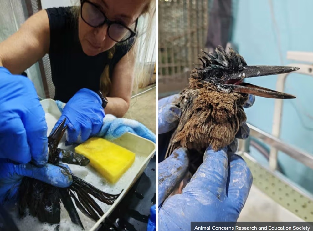 Volunteer Julie Edgley with the Animal Concerns Research and Education Society cleaning oil off a kingfisher rescued at Lazarus Island. — Animal Concerns Research and Education Society pic