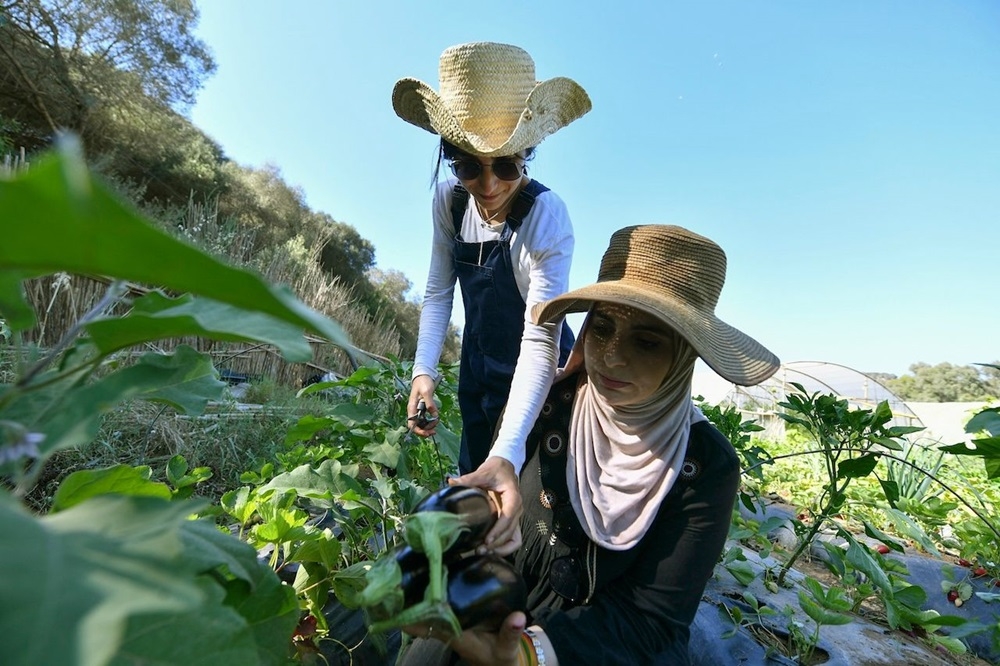 Amira Messous (left) and Ibtissem Mahtout check the aubergines growing on their farm in Douaouda. — AFP pic