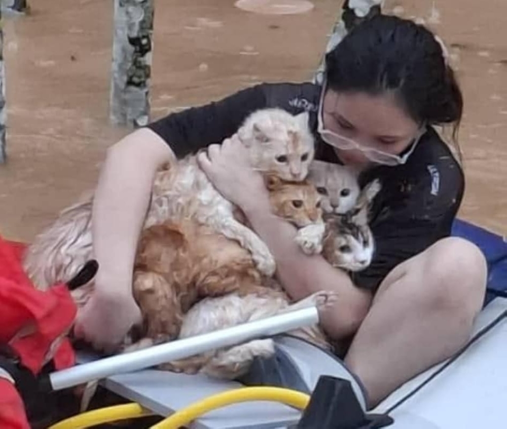 A photo of a woman (named as Phobe in a photo) carrying four cats in her arms as they escaped the rising waters went viral online. — Picture via Facebook/Sahabat Kucing Sabah
