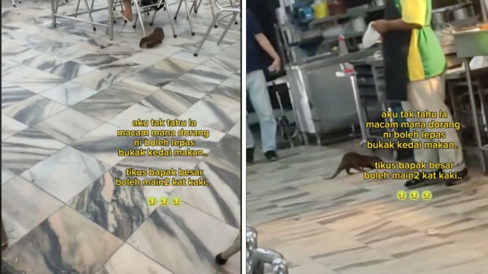 The otters ran around the eatery much to the bewilderment of the eatery's patrons. — Screencaps via TikTok/selectedentertainment