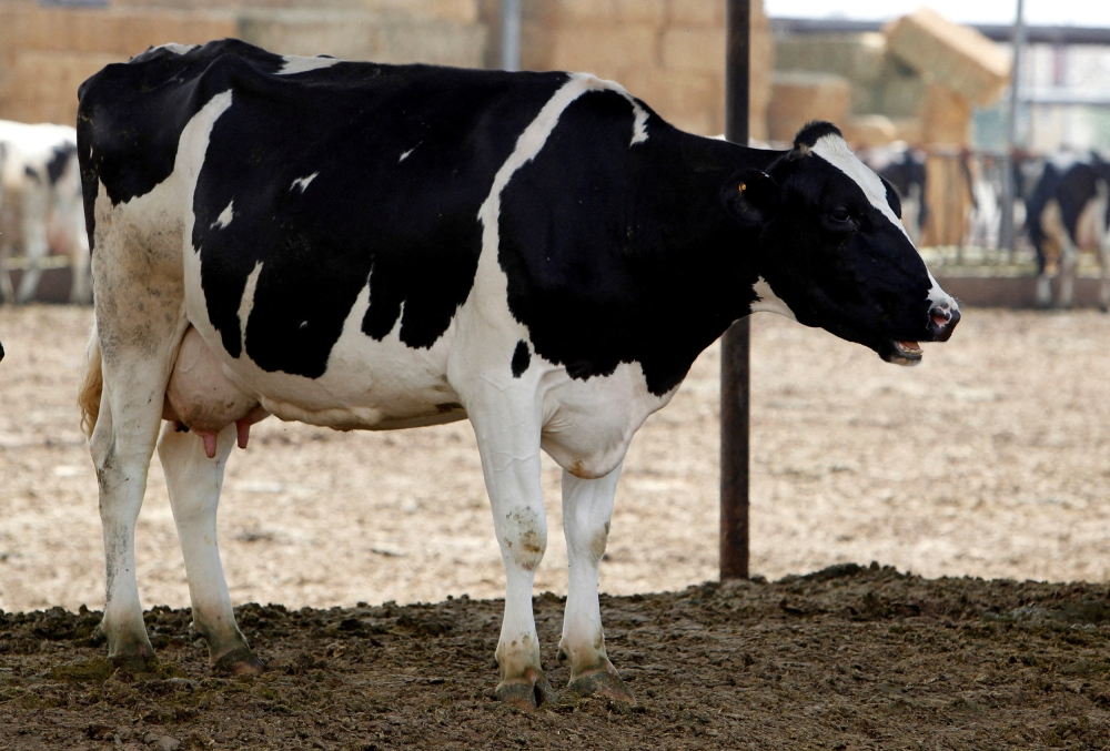 As with previous cases, the person worked on a farm and was exposed to infected cows, the US Centers for Disease Control and Prevention (CDC) said in a statement, adding that the risk to the general population remained “low.” — Reuters pic