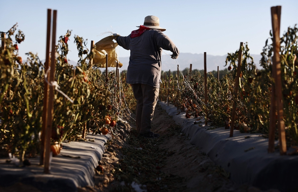 A farmworker wears protective clothing while working in a field in the morning heat on July 3, 2024 near Coachella, California. — AFP pic