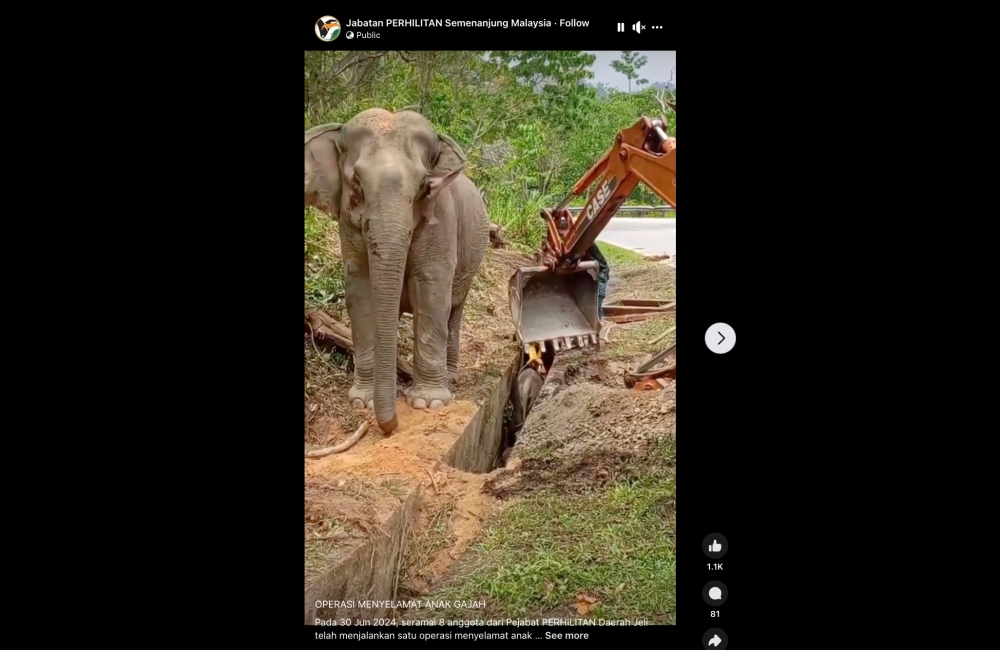 The mother elephant watched patiently as the Perhilitan crew did their best to rescue the trapped elephant calf. — Screenshot via Twitter/@Perhilitan