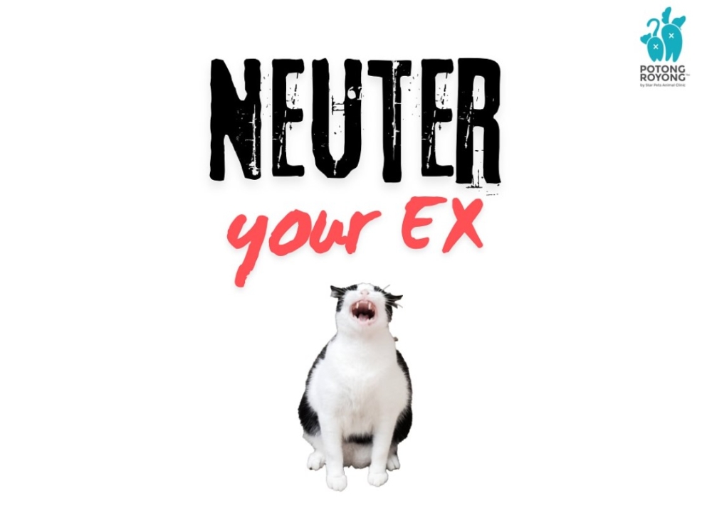 SPCA Selangor is calling the public to neuter animals named after former lovers to control the stray animal population. — Picture via Instagram/spca_selangor