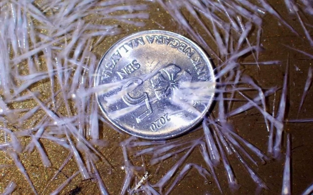  The Johor Fisheries Department has issued a warning about the presence of dangerous gastropods identified as Petropoda (Creseis Acicula) in the waters. — Picture courtesy of Fisheries Department