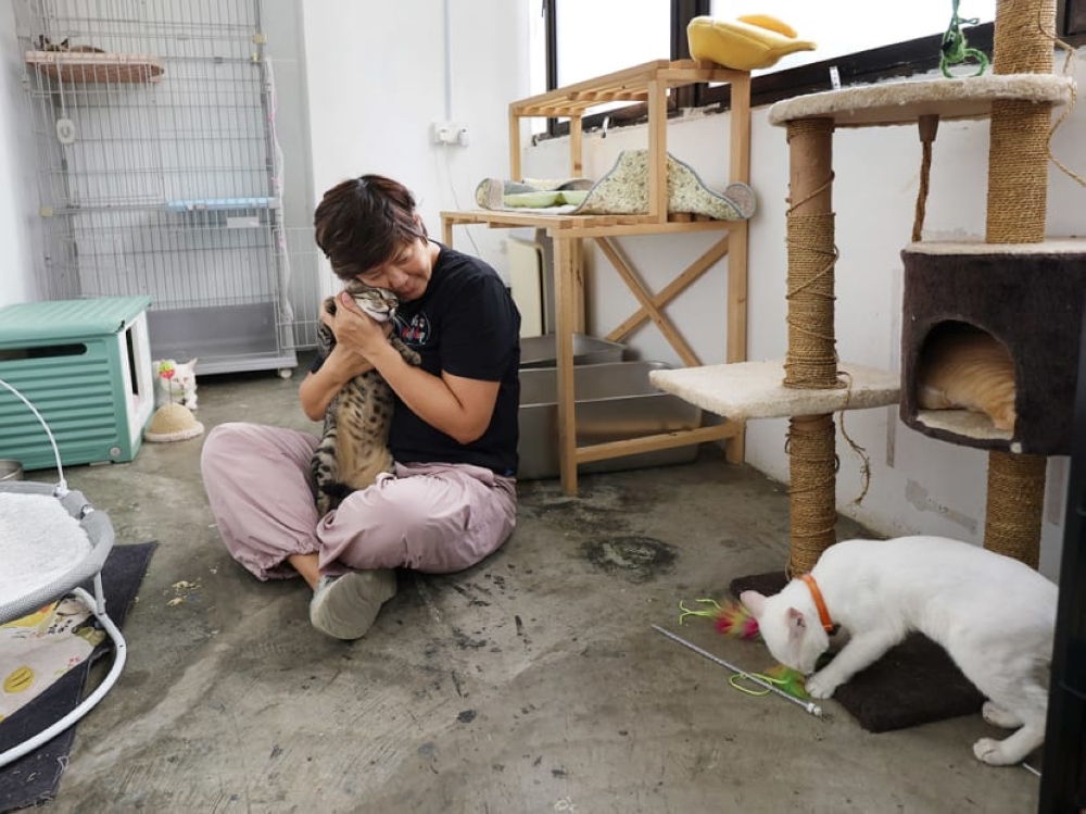 Cat fosterer Amy Sim (pictured) started a cat shelter and cat population control initiative called TNR Project Singapore eight years ago. She is also the owner of social enterprise SGPetShop. — Picture by TODAY/Raj Nadarajan