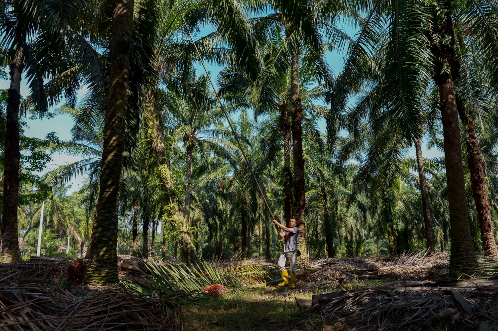  An Indonesian court has acquitted a former government official accused of human trafficking after people were found in cages near his palm oil plantation. — Picture by Mukhriz Hazim
