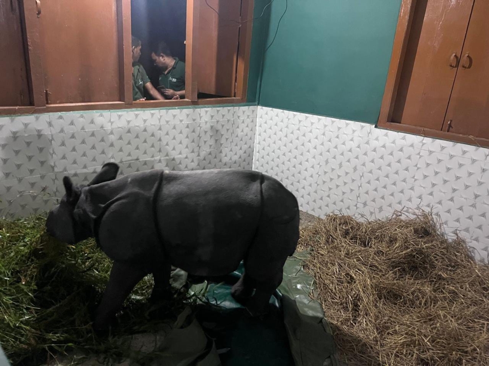 One of the park's rhinos after being rescued by park staff. — Facebook/Chief Minister Office of Assam government